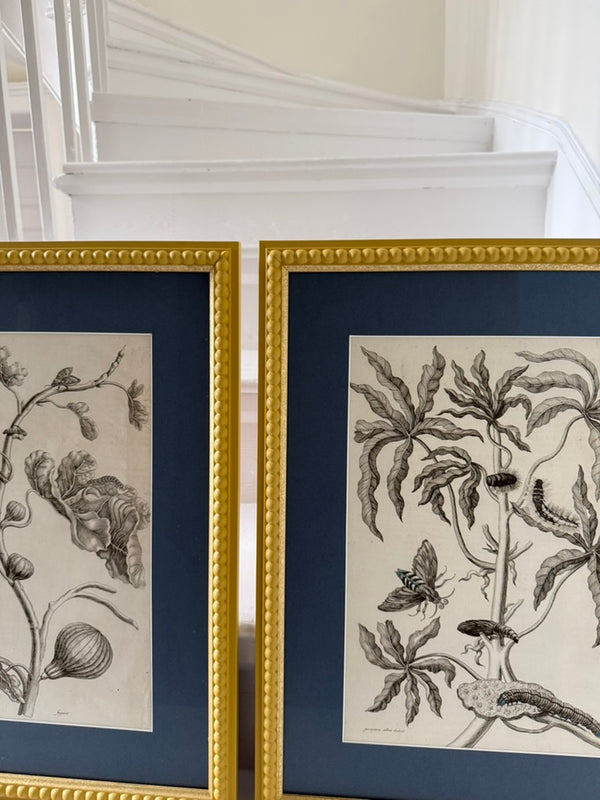 Large vintage botanical prints