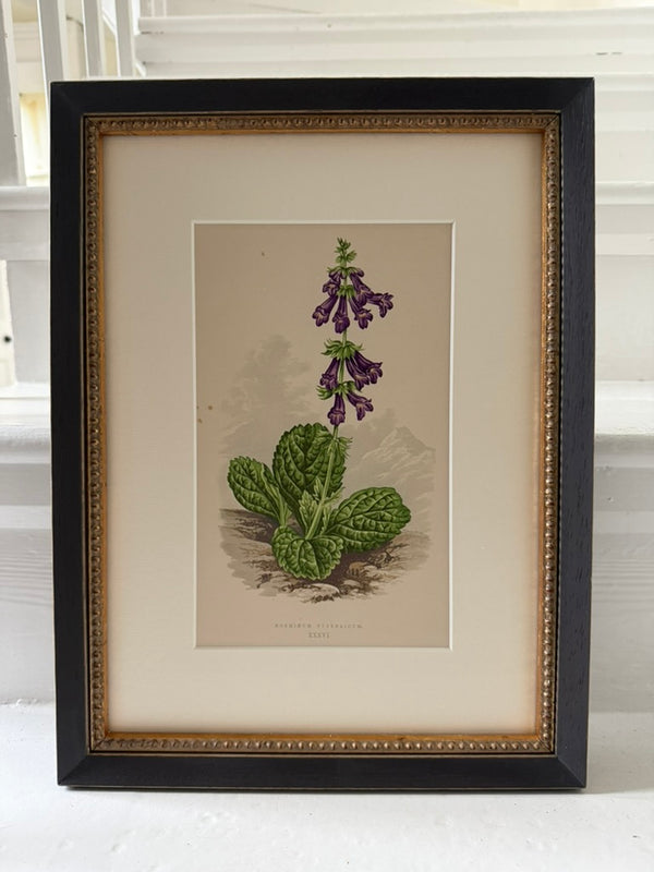 Antique Alpine flower prints