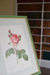 Four Redouté roses in Green Frames