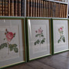 Four Redouté roses in Green Frames
