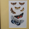 British moth illustrations
