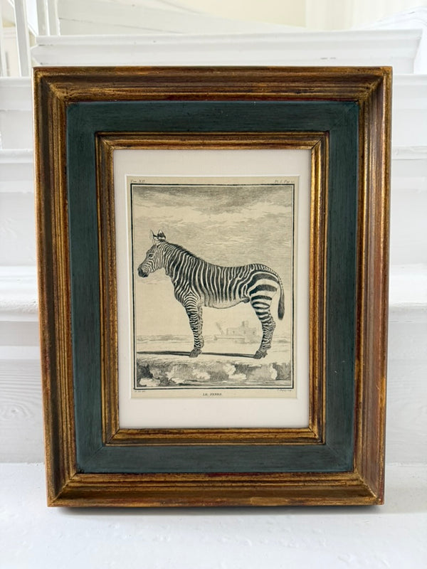 Zebra engraving in antique frame
