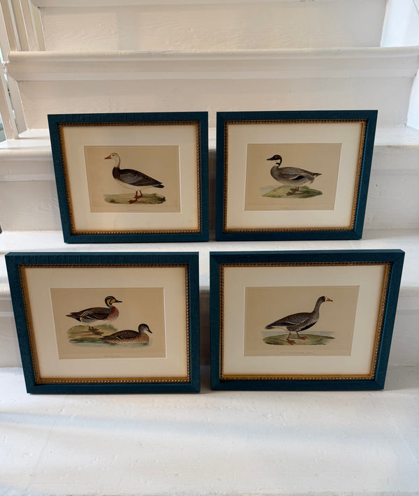 Four Antique Duck Illustrations by Benjamin Fawcett