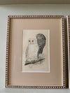 Nine antique prints of owls