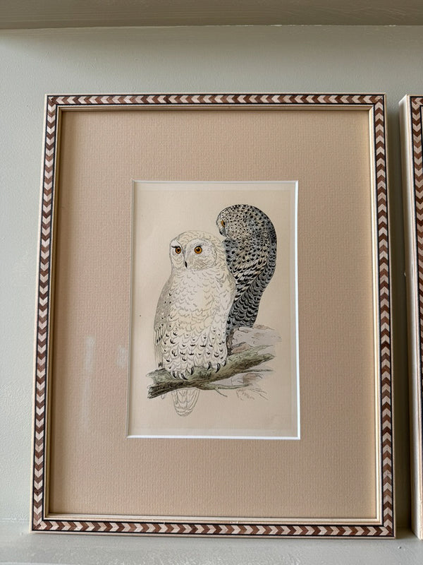 Nine antique prints of owls