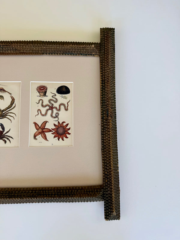 Hand coloured sea life etching from 1858 in an unusual frame