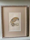 Nine antique prints of owls