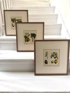 Three vibrant handcoloured 19th century botanical illustrations