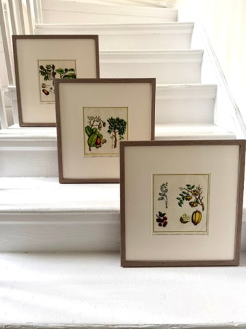 Three vibrant handcoloured 19th century botanical illustrations
