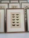 Nine engravings of moths by F. O. Morris, 1903