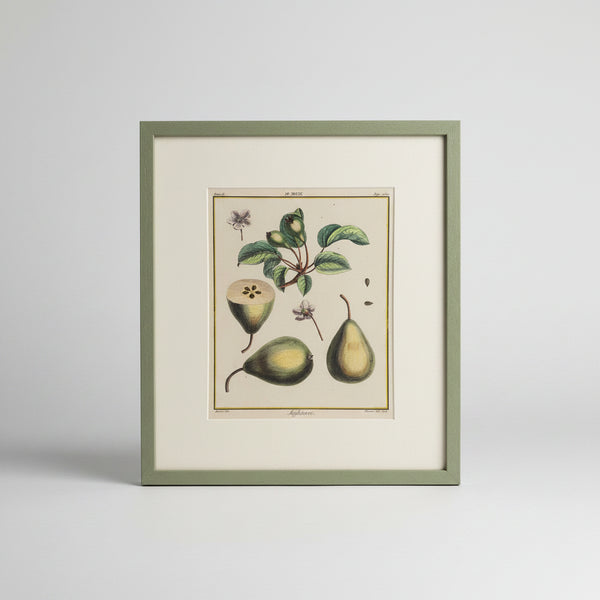 Four French botanical drawings of pears from the 1870s
