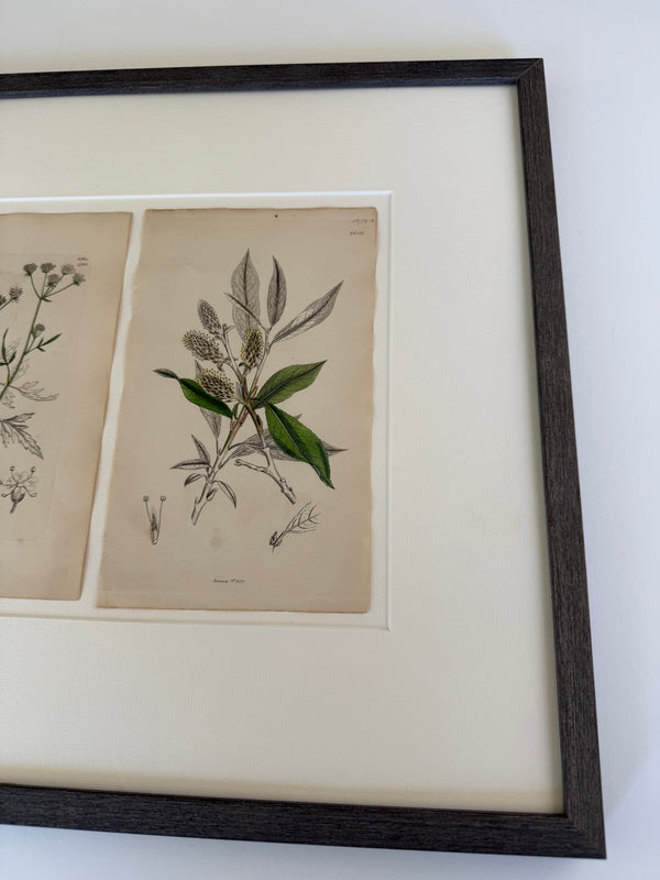 English botanic engravings from 1864