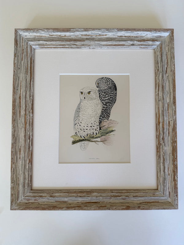 Six British Owl engravings 1895
