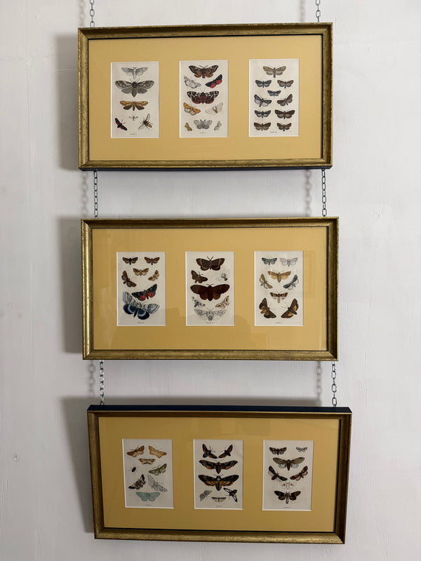 British moth illustrations