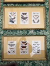 British moth illustrations