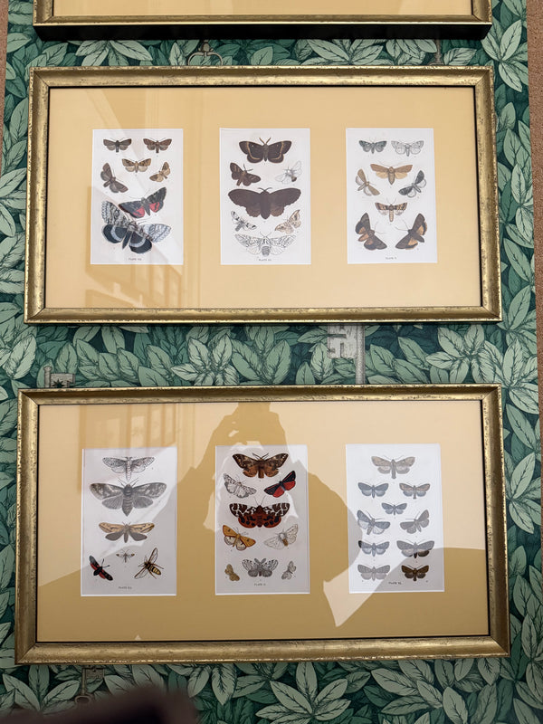 British moth illustrations