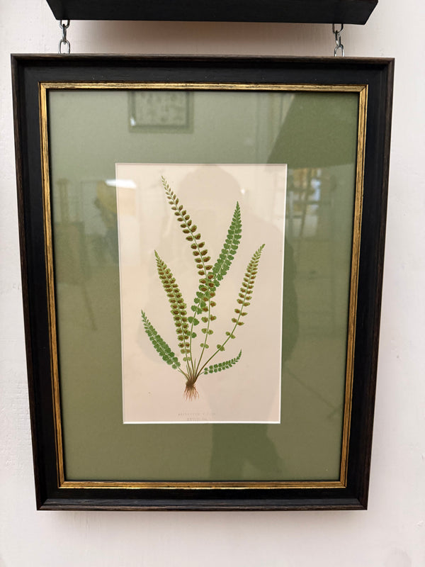 Vintage fern prints