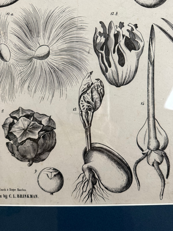 Dutch Classroom Illustrations