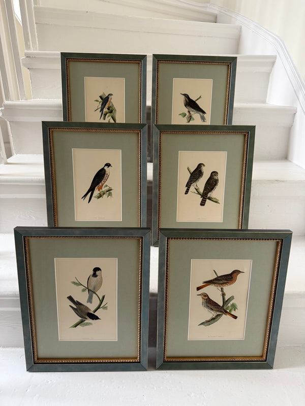 Six antique British bird prints