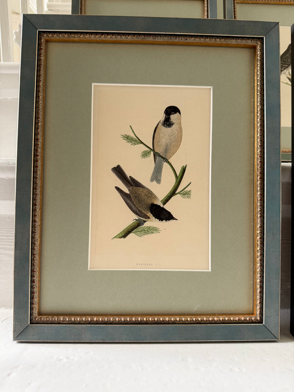 Six antique British bird prints