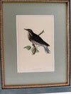 Six antique British bird prints