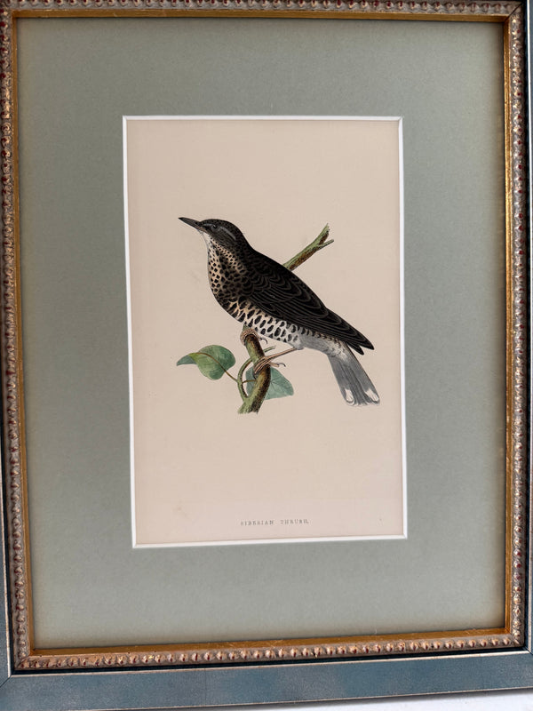 Six antique British bird prints