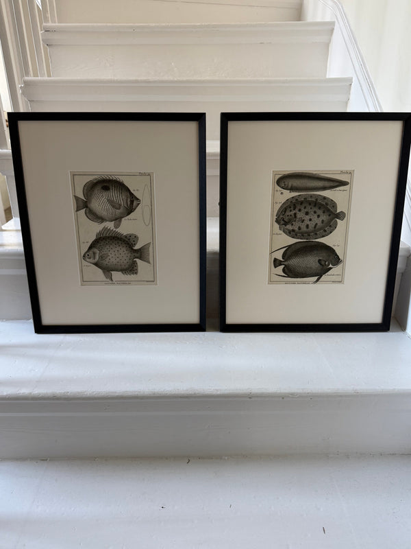 Pair of black and white 1870s engravings of fish