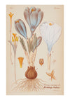 Iris III