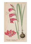 Iris IV