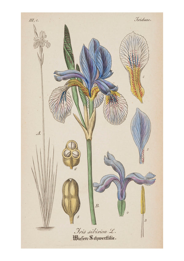 Iris X