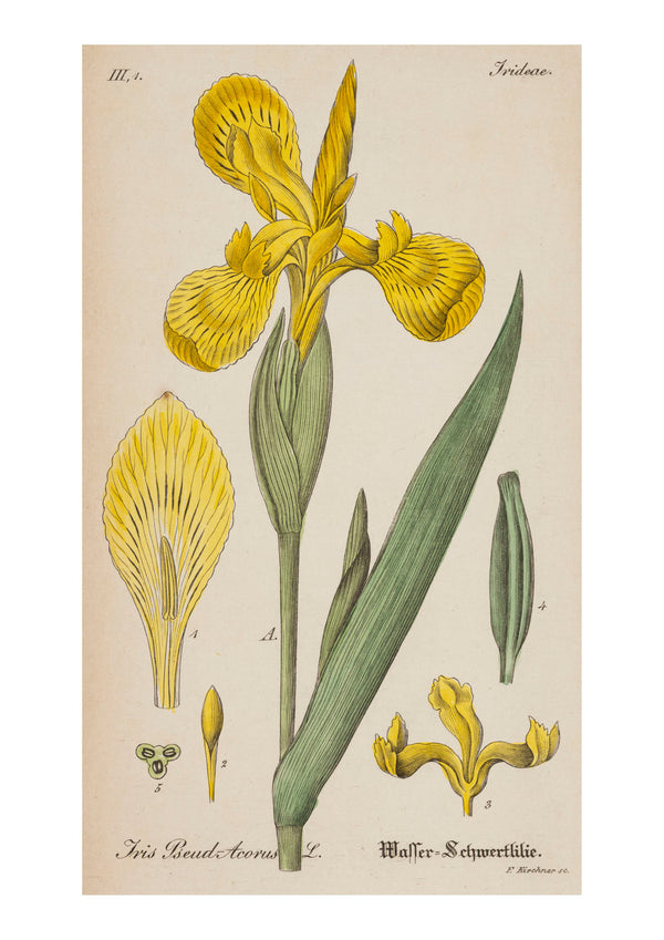Iris XI