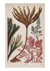 Seaweed I