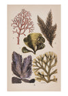 Seaweed VI