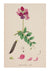 Sweet Pea I