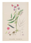 Sweet Pea II