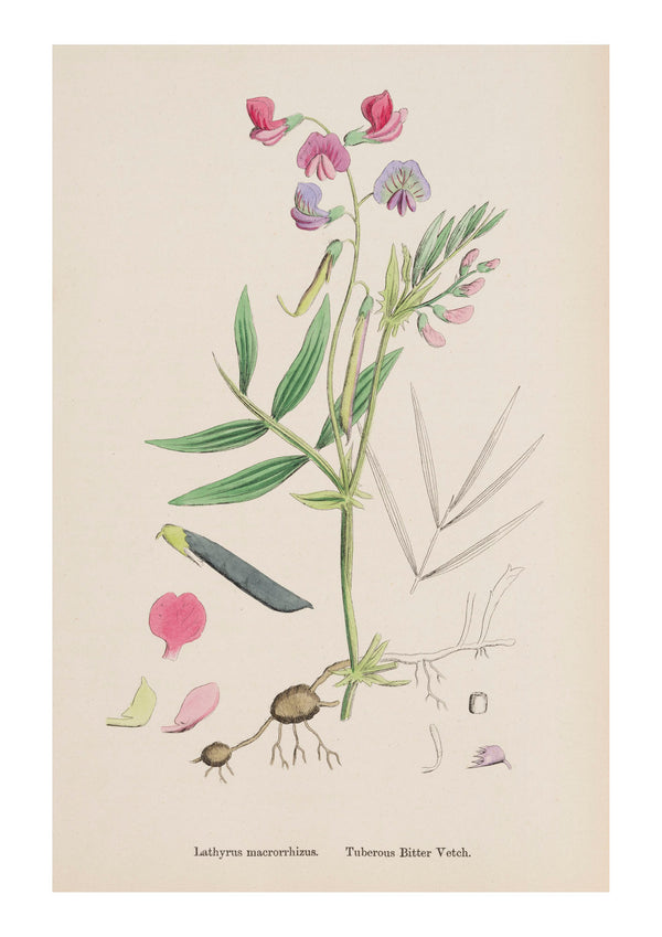 Sweet Pea II