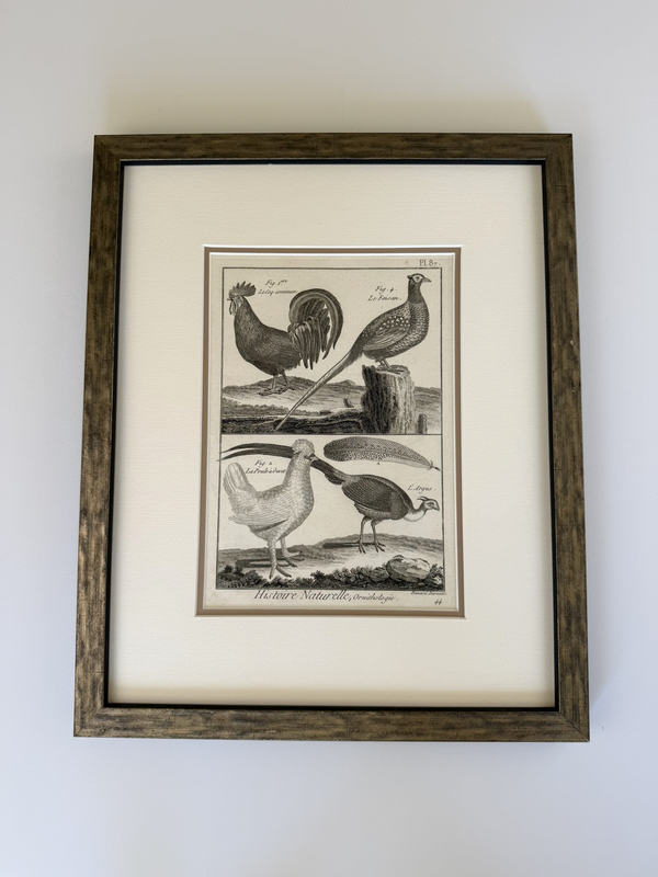 Black and white engravings of Guinea fowl and Pheasants