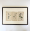 English botanic engravings from 1864