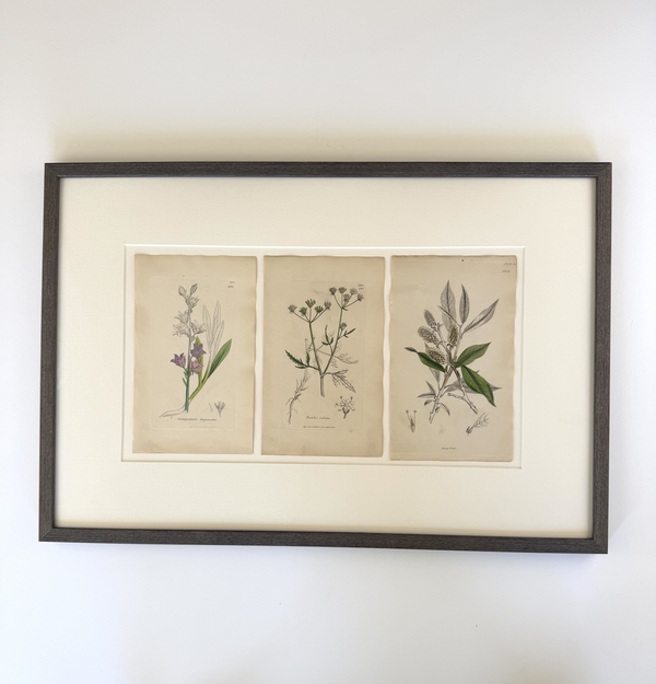 English botanic engravings from 1864