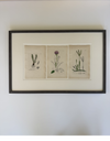 English botanical engravingfrom 1864