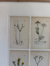 Collection of botanical drawings by James Sowerby