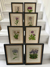 Antique Alpine flower prints