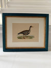 Four Antique Duck Illustrations by Benjamin Fawcett
