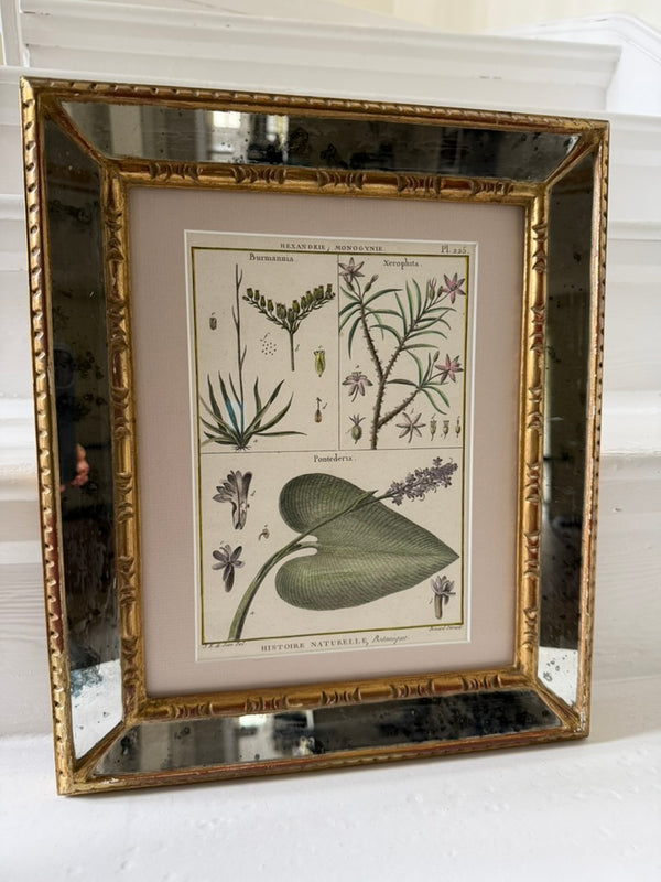 Pair of mirrored cushion-framed French botanical etchings