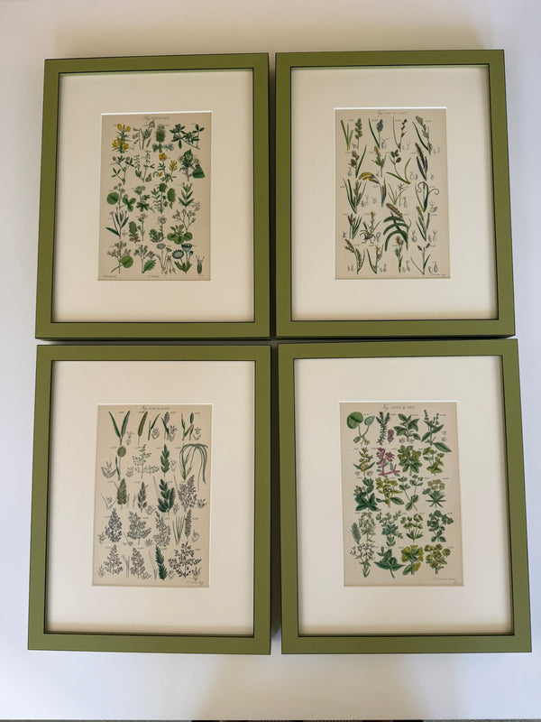 Nine Engravings from Nicholas Culpeper's Complete Herbal, 1900