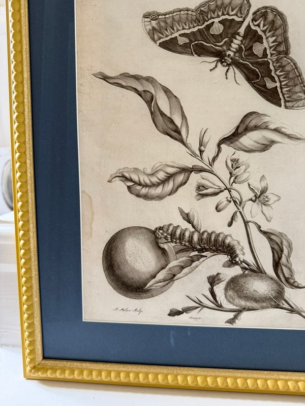 Large vintage botanical prints