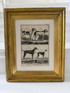 Engraving of hounds from 1830 in gilt frame
