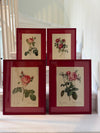 Four Redoute roses in red frames