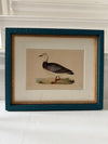 Four Antique Duck Illustrations by Benjamin Fawcett