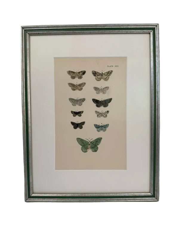 Nine engravings of moths by F. O. Morris, 1903